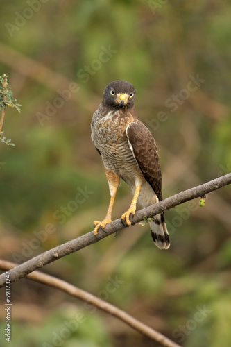 Roadside hawk  Buteo magnirostris