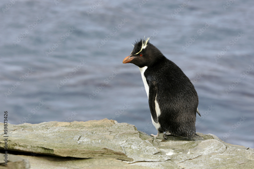 Fototapeta premium Rockhopper penguin, Eudyptes chrysocome