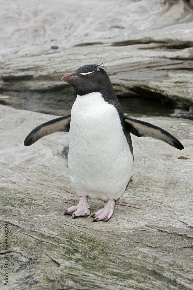 Fototapeta premium Rockhopper penguin, Eudyptes chrysocome