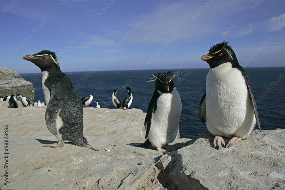 Obraz premium Rockhopper penguin, Eudyptes chrysocome