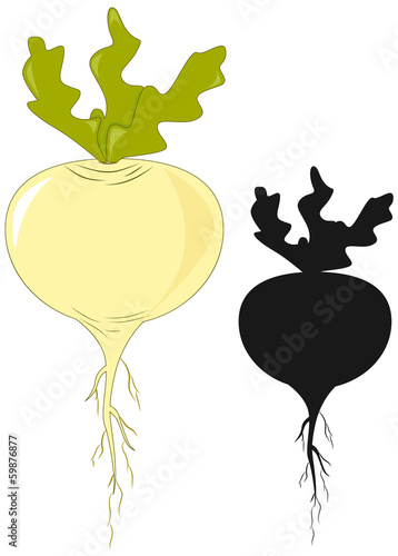 Turnip
