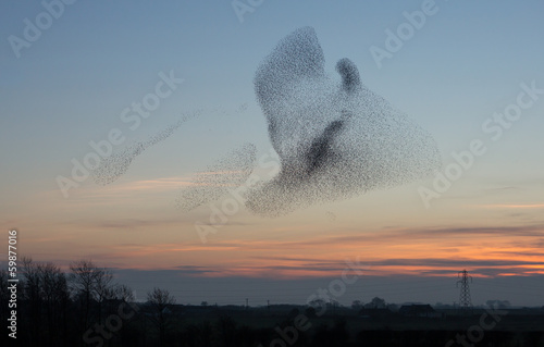 Starlings at Dusk Fototapet