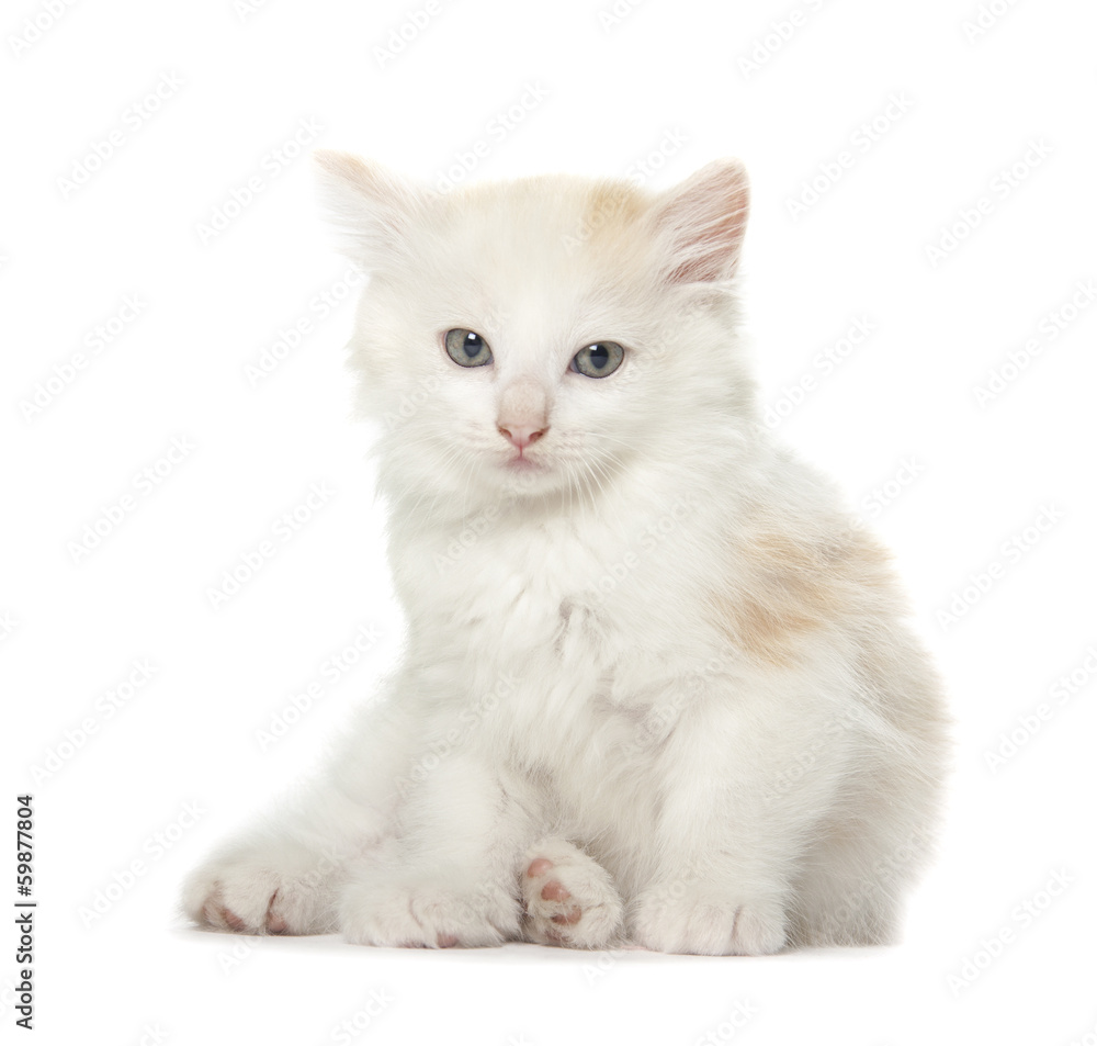laying kitten isolated over white background