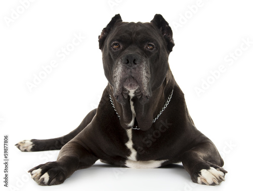 Fototapeta Naklejka Na Ścianę i Meble -  Cane Corso black dog on white background