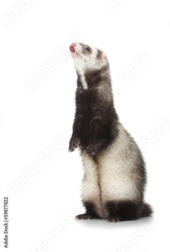 young ferret