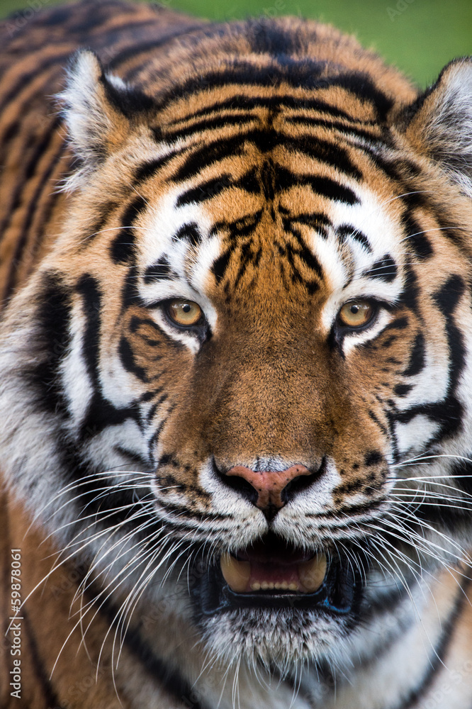 Siberian Tiger Close Up Siberian Tiger Close Up