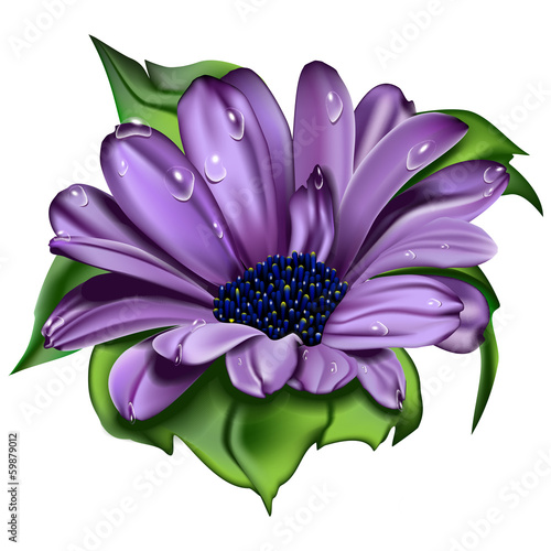 beautiful  violet  flower