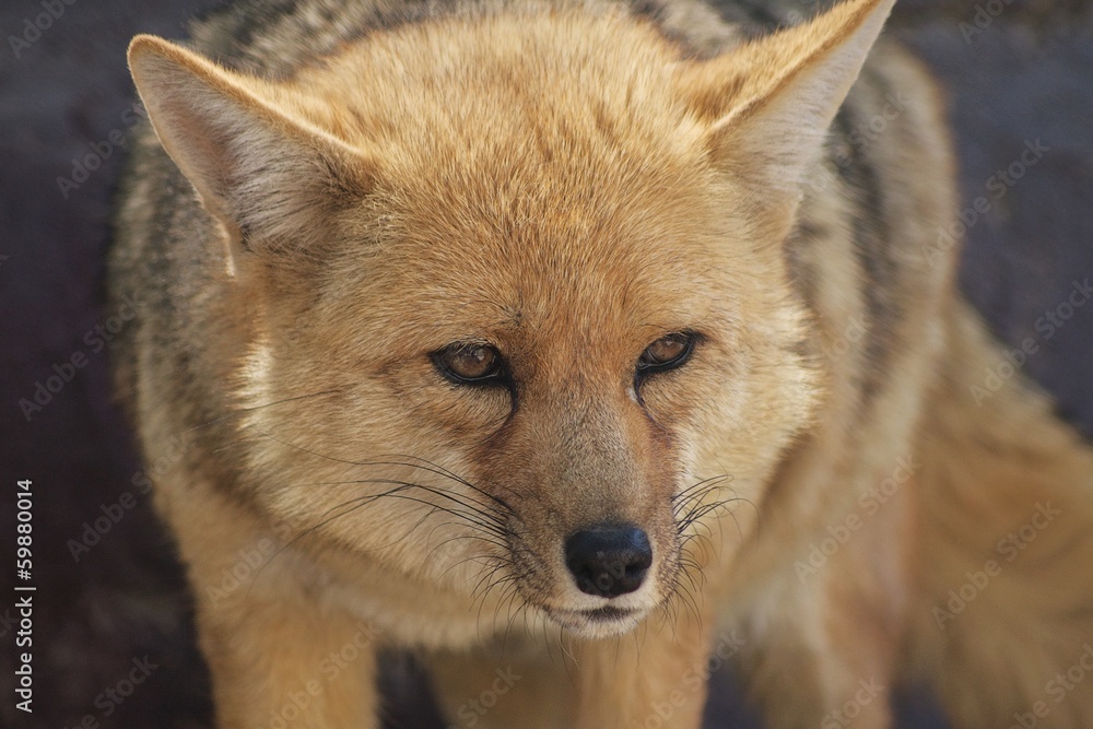 Fototapeta premium Close up of standing fox looking to the side