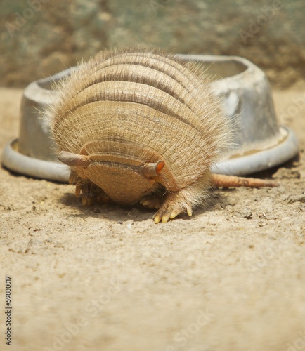 Armadillo rolling in.