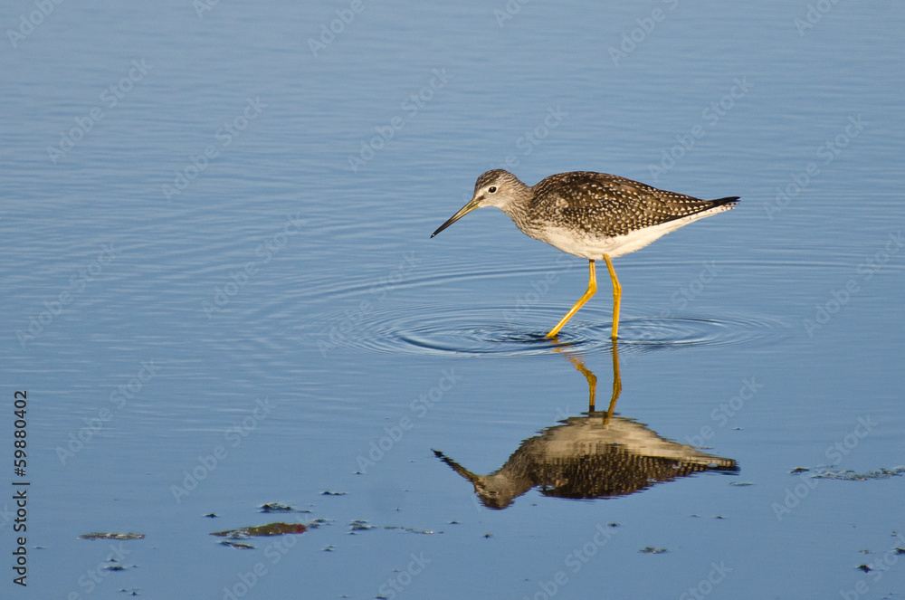 Lone Sandpiper in Shallow Water Lone Sandpiper in Shallow Water