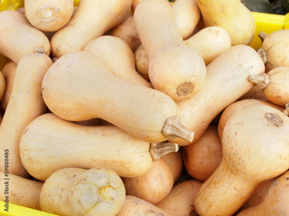 Butternut Squash Butternut Squash