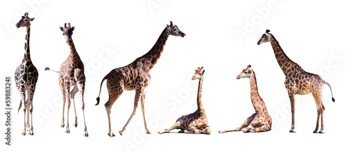 Photography Set of few giraffes