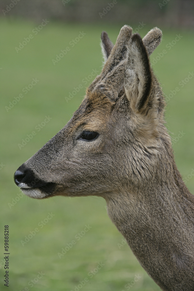 Roe deer, Capreolus capreolus