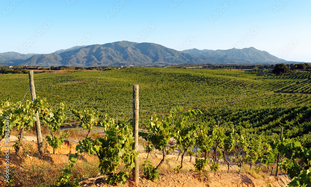 Vignoble Corse en plaine orientale