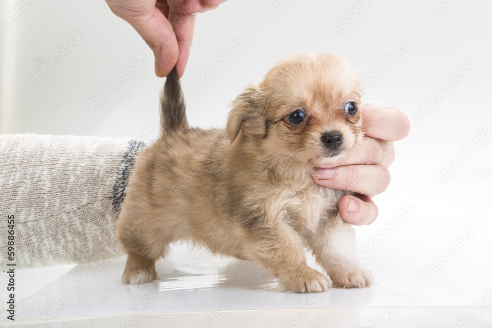 Chihuahua puppy Chihuahua puppy