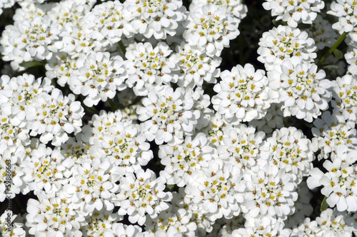 Schleifenblume, Zwergschneeflocke, Iberis, sempervierens, photo