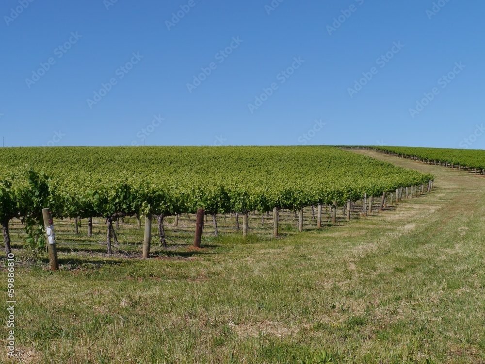 A wine vineyard in spring in the Clare valley