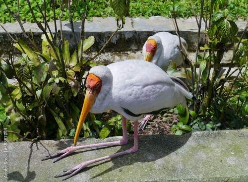 Photography The Milky Stork is a large wading bird