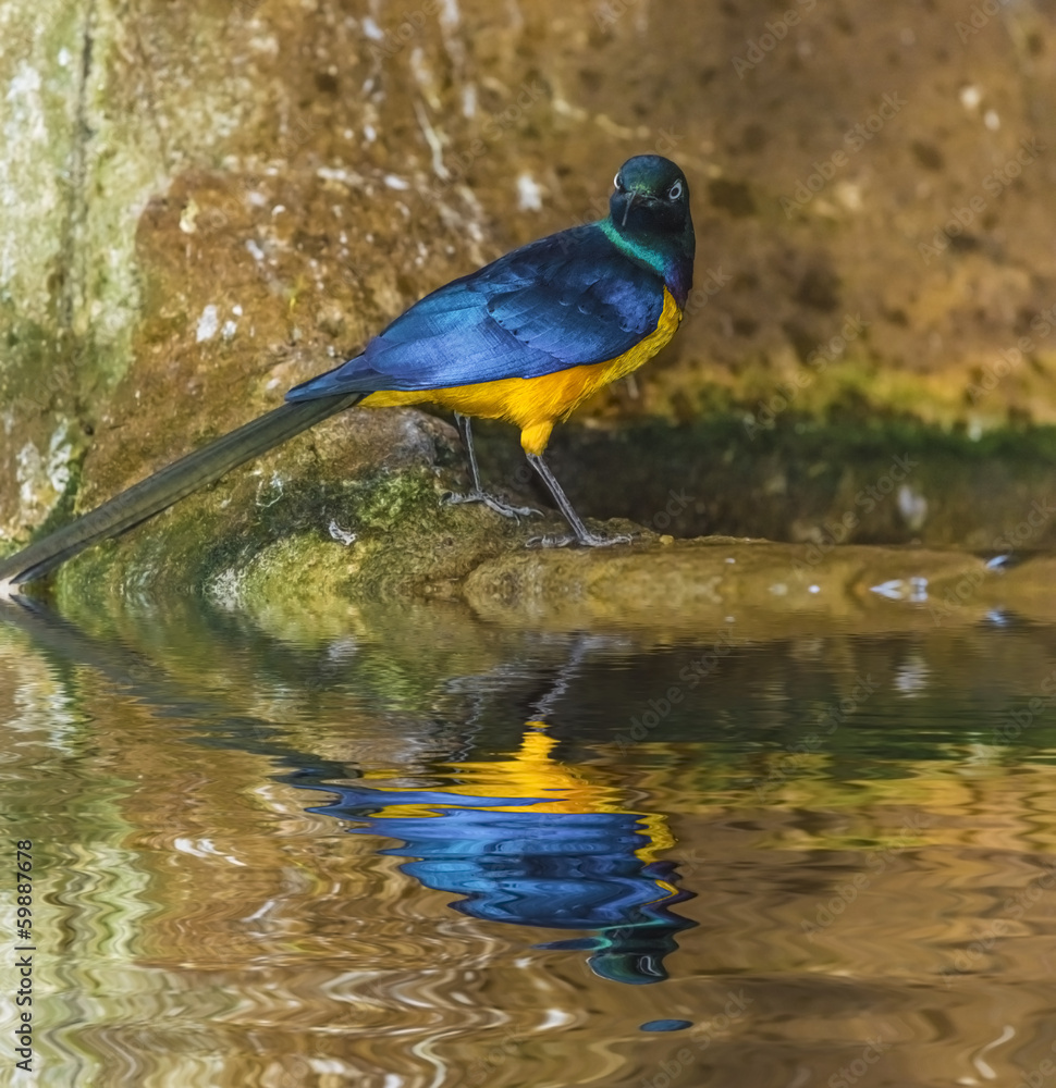 Obraz premium Golden-breasted Starling Lamprotornis regius, also known as Roya