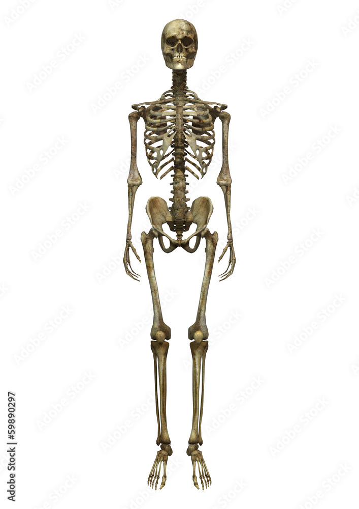 Male Skeleton