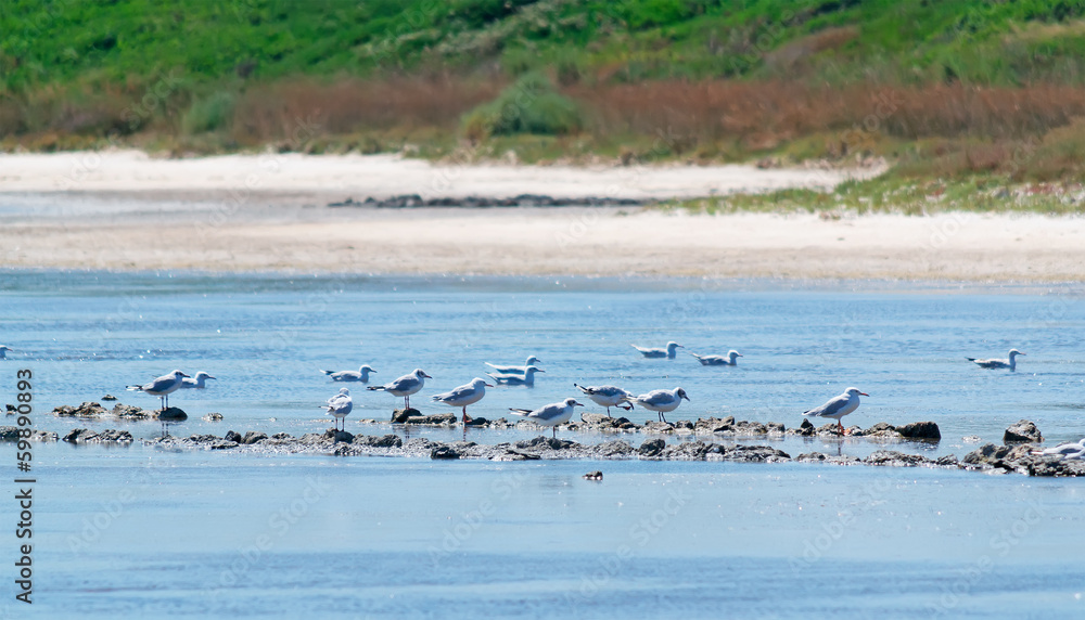 flock of seagulls flock of seagulls