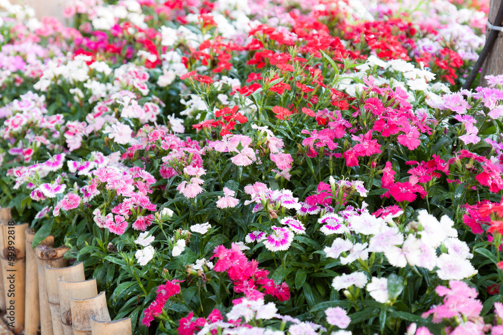 Obraz premium Dianthus barbatus