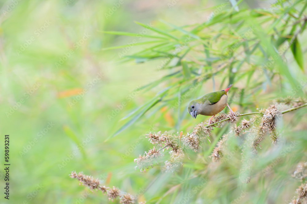 Pin-tailed Parrotfinch bird Phuket Province, Thailand Pin-tailed Parrotfinch bird Phuket Province, Thailand
