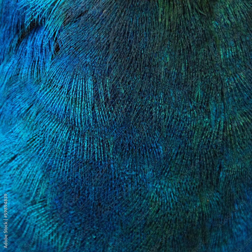 Obraz premium Feathers of a bird (peacock)