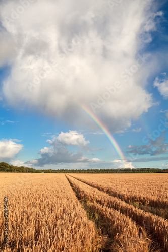 rainbow on blue sky over barley field