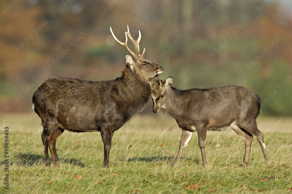 Sika deer, Cervus nippon Sika deer, Cervus nippon