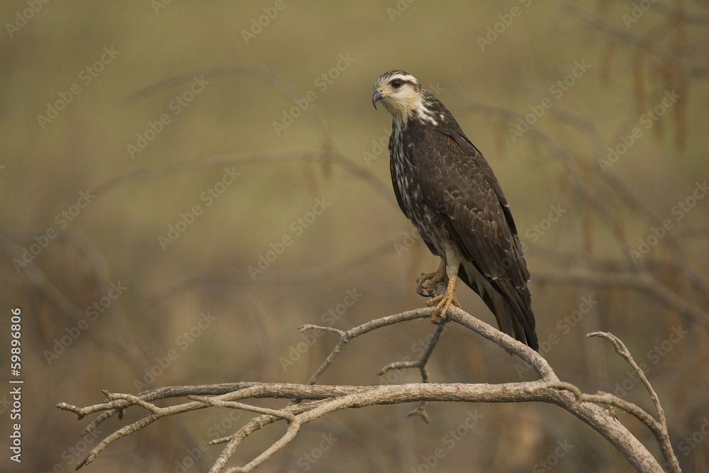 Fototapeta premium Snail kite, Rostrhamus sociabilis,
