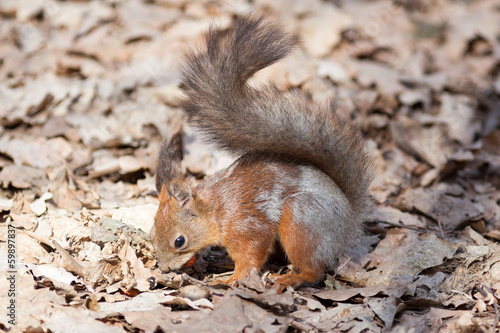 Sciurus vulgaris  Red Squirrel.