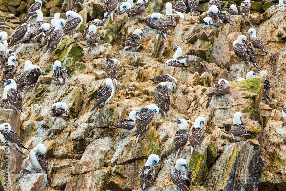 Aquatic seabirds in Peru,South America, coast at Paracas