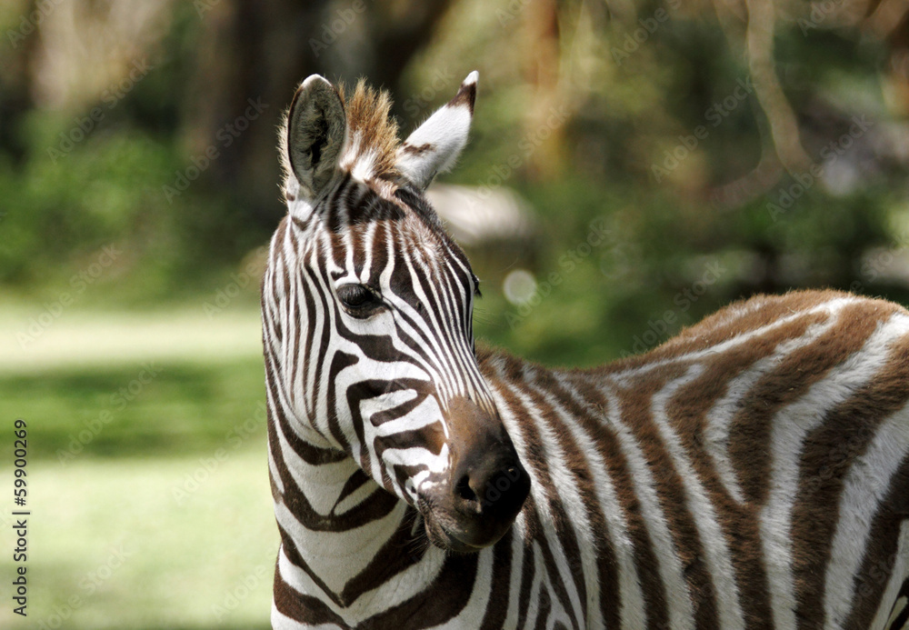 Fototapeta premium The striped beautiful Zebra