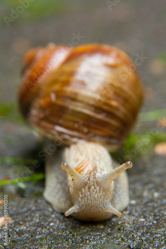 Weinbergschnecke photo