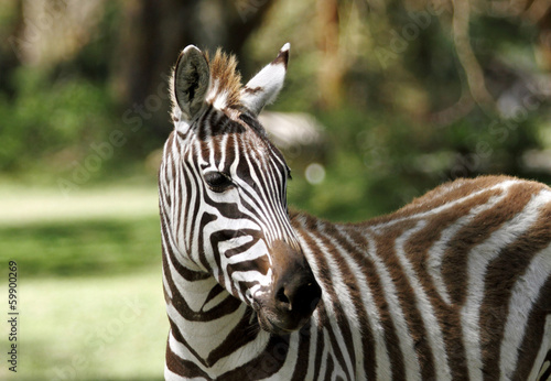The striped beautiful Zebra
