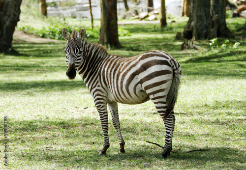 Zebra