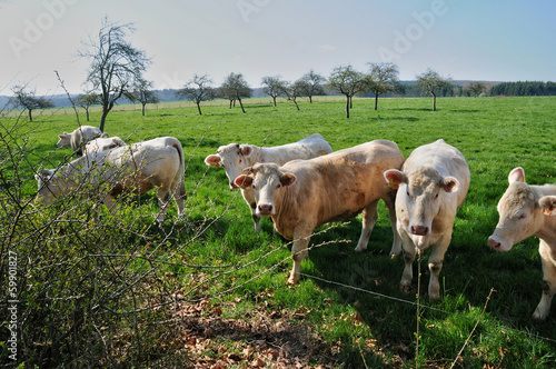 Normandie, cows in meadow in Soligny la Trappe photo