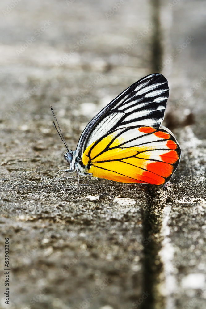 Common jezebel butterfly Common jezebel butterfly