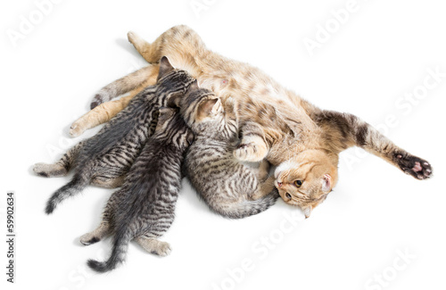 kittens brood feeding by happy mother cat isolated on white back