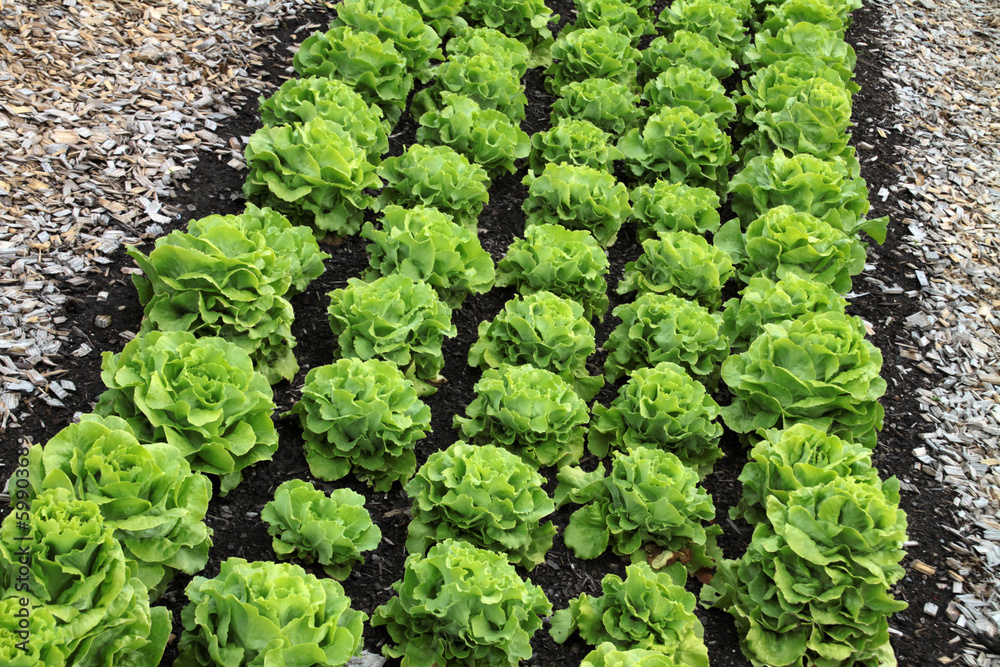 Salatköpfe in einem Garten Salatköpfe in einem Garten