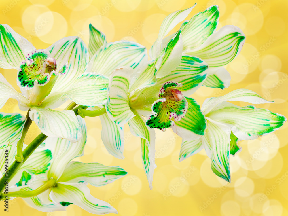 Obraz premium orchid flower