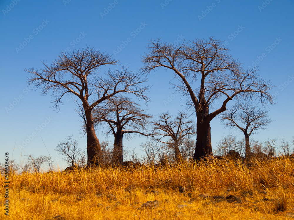 Baobab Paradise near Savuti