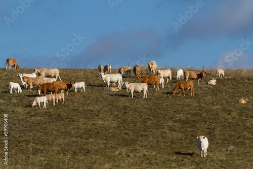 KKuhherde auf der Wiese