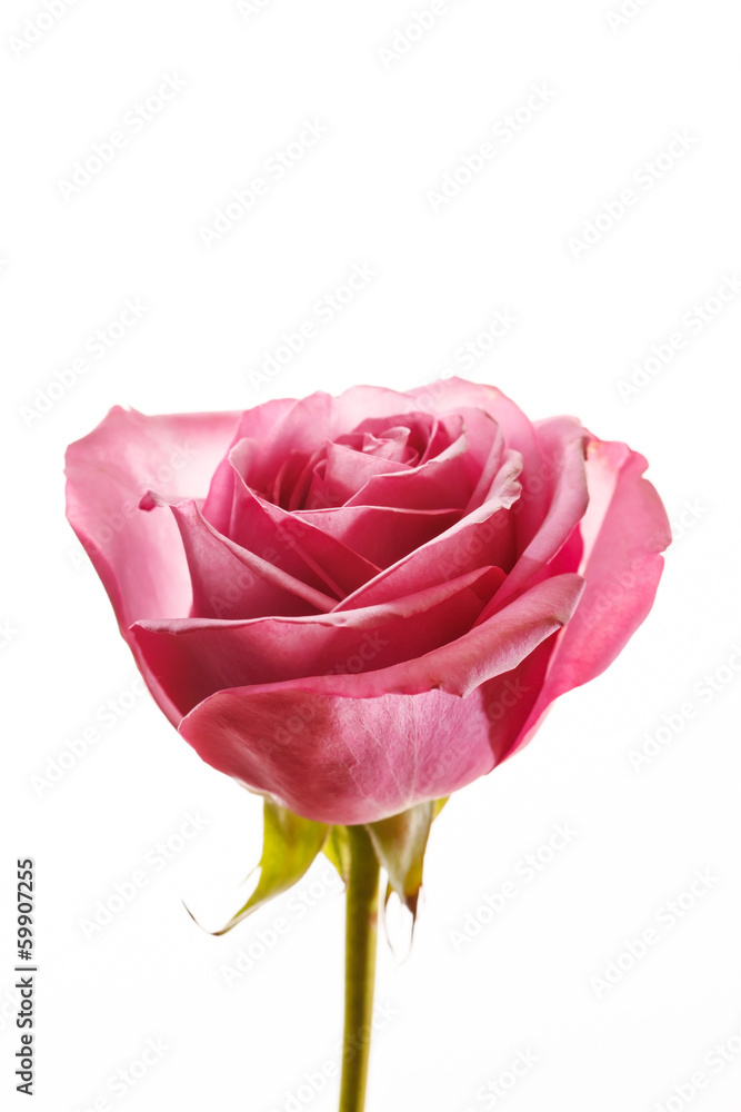 beautiful rose beautiful rose