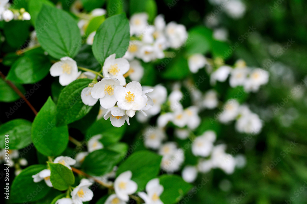 natural background with blossoming tree natural background with blossoming tree