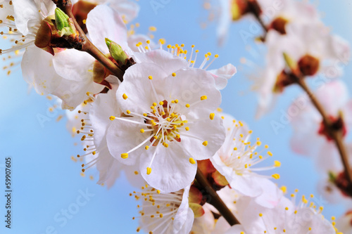 Spring flowering trees against the sky