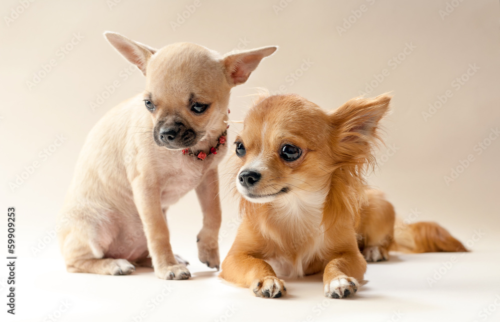 Two sweet chihuahua puppies on neutral background