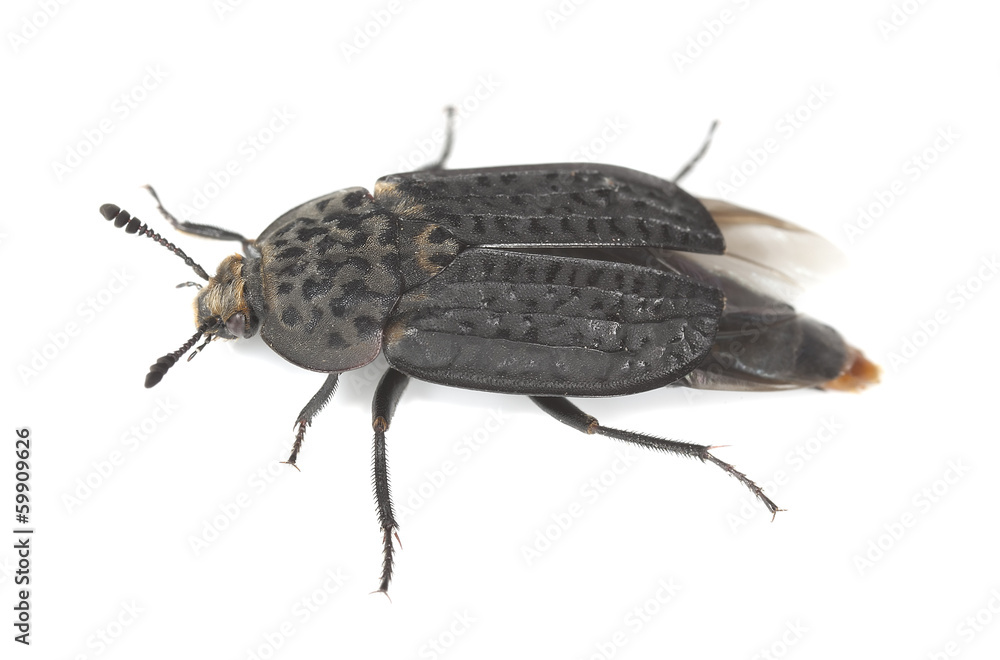 Thanatophilus rugosus isolated on white background Thanatophilus rugosus isolated on white background