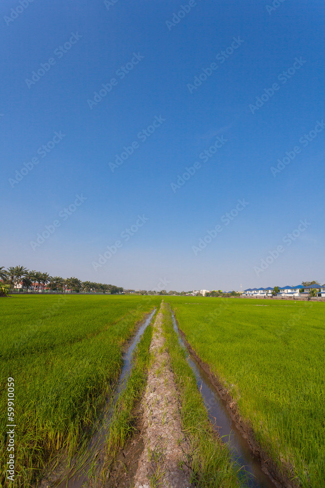 Rice seedlings field